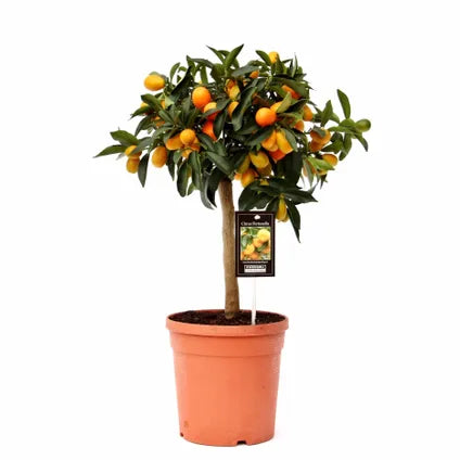 Citrus Japonica (Kumquat) 60cm